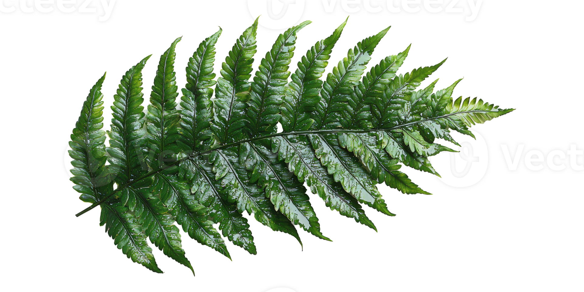 Fern leaf with glossy green fronds isolated on transparent background png