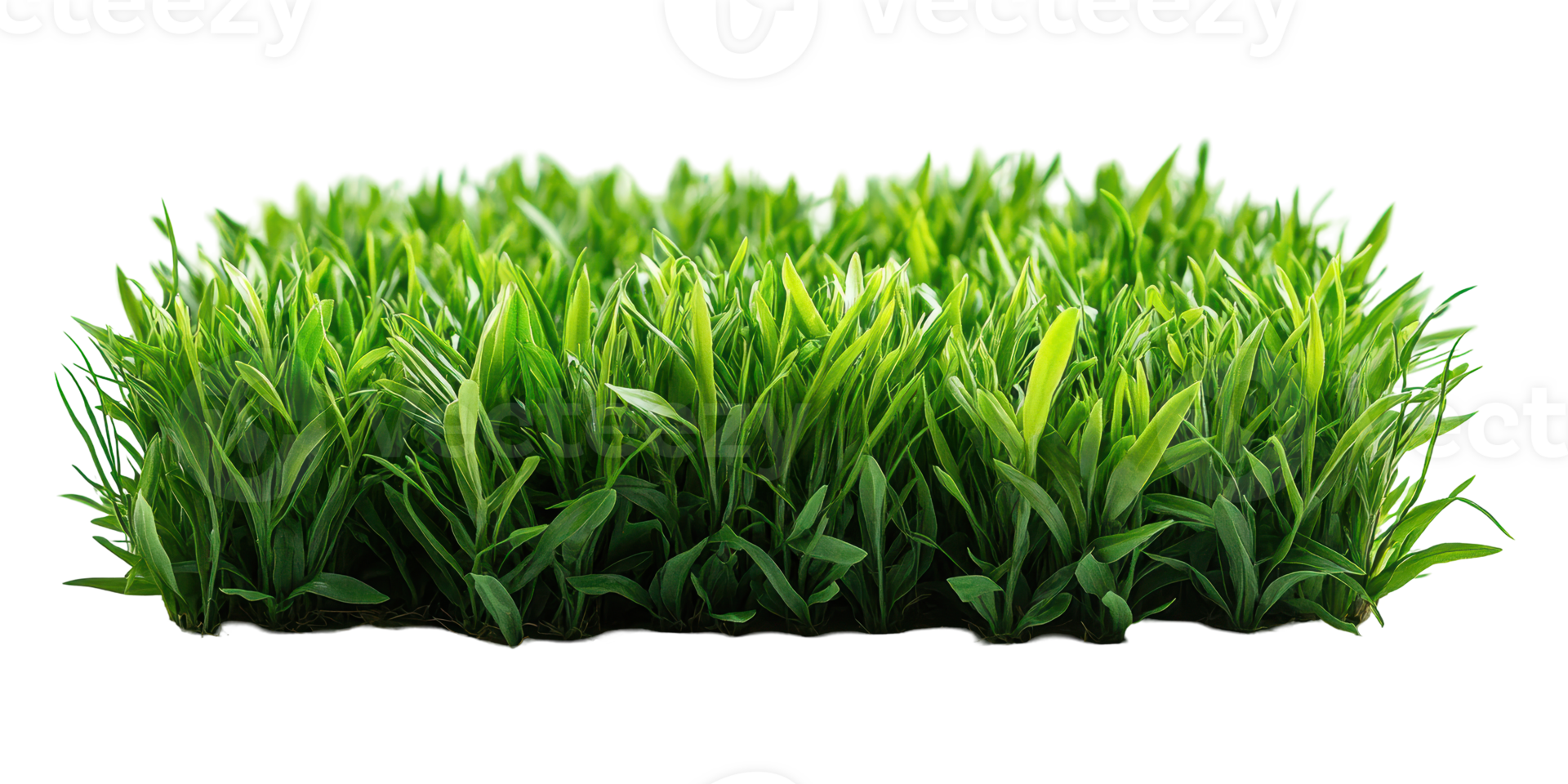 Lush green grass patch isolated on transparent background png