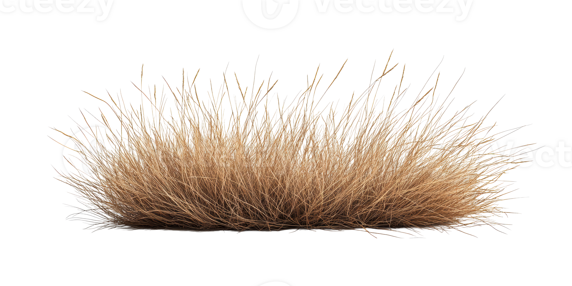 Brown bush plant isolated on transparent background png