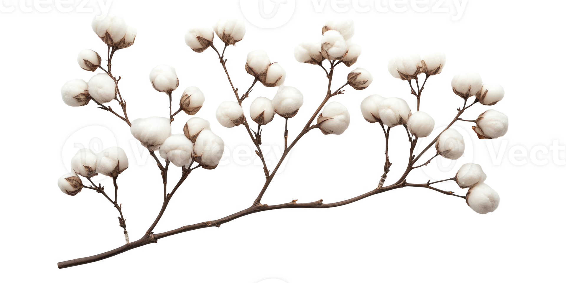 Cotton plant branch with white fluffy bolls isolated on transparent background png