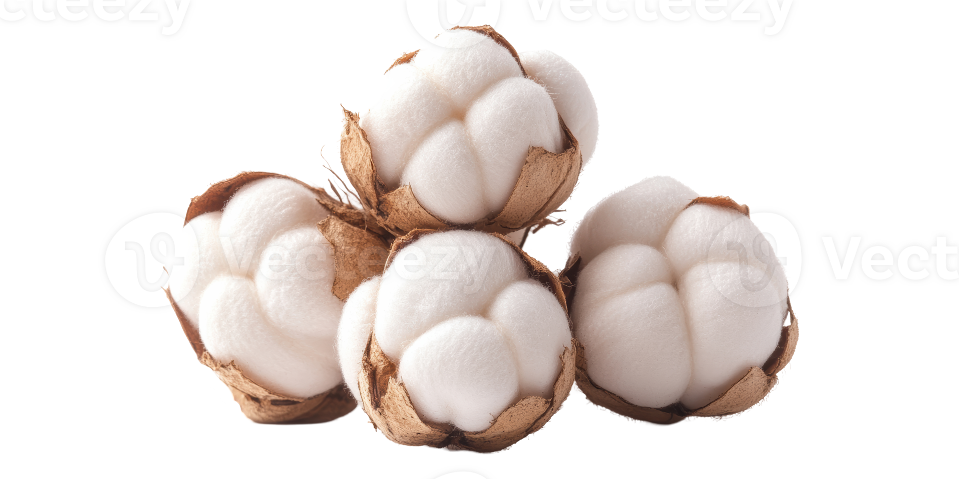 Cotton bolls isolated on transparent background png