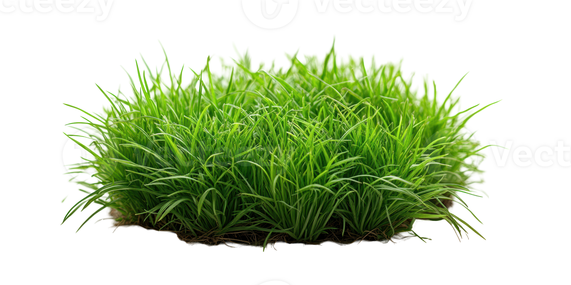 Dense green grass cluster isolated on transparent background png