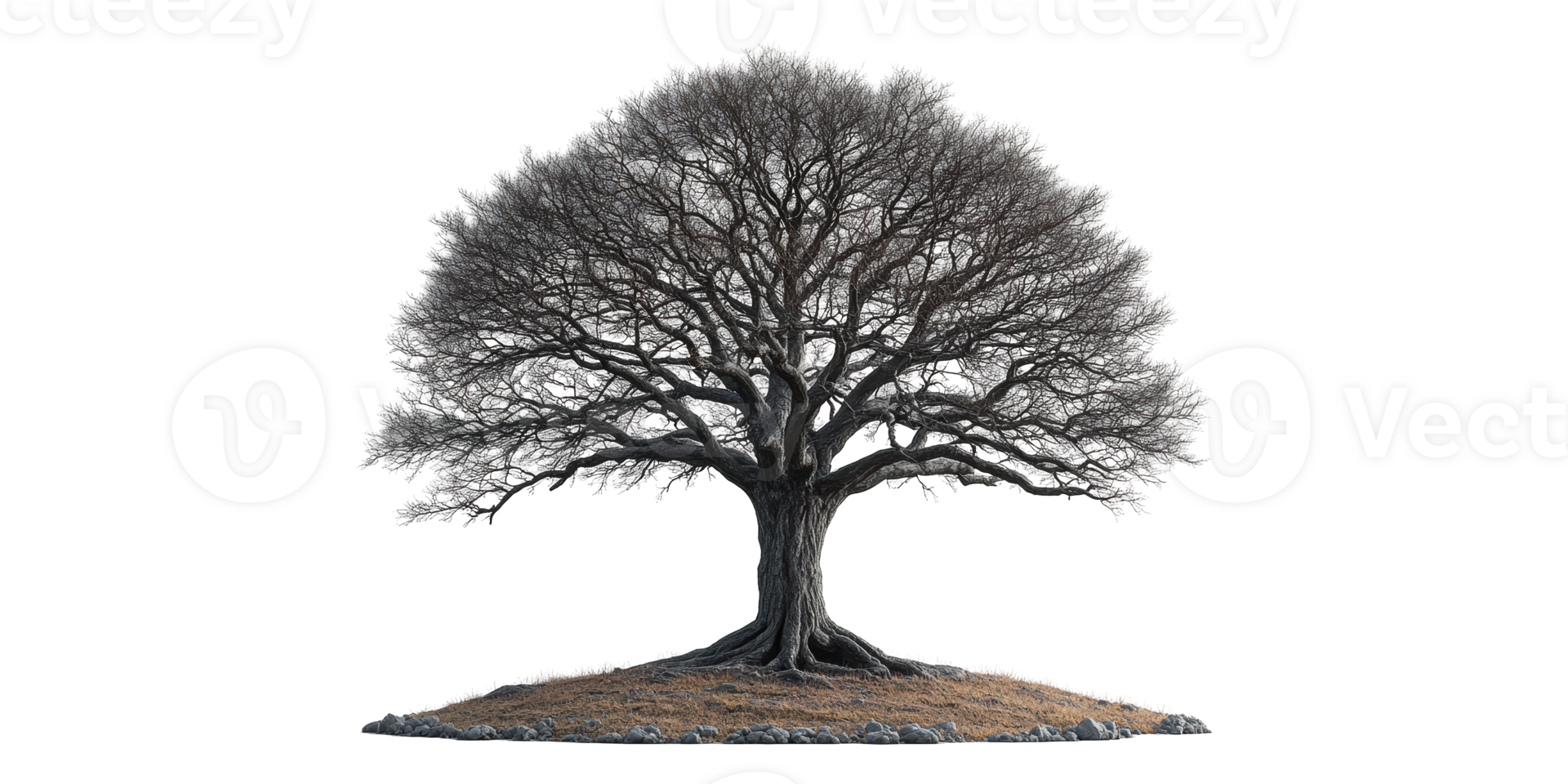 Leafless tree with spreading branches isolated on transparent background png
