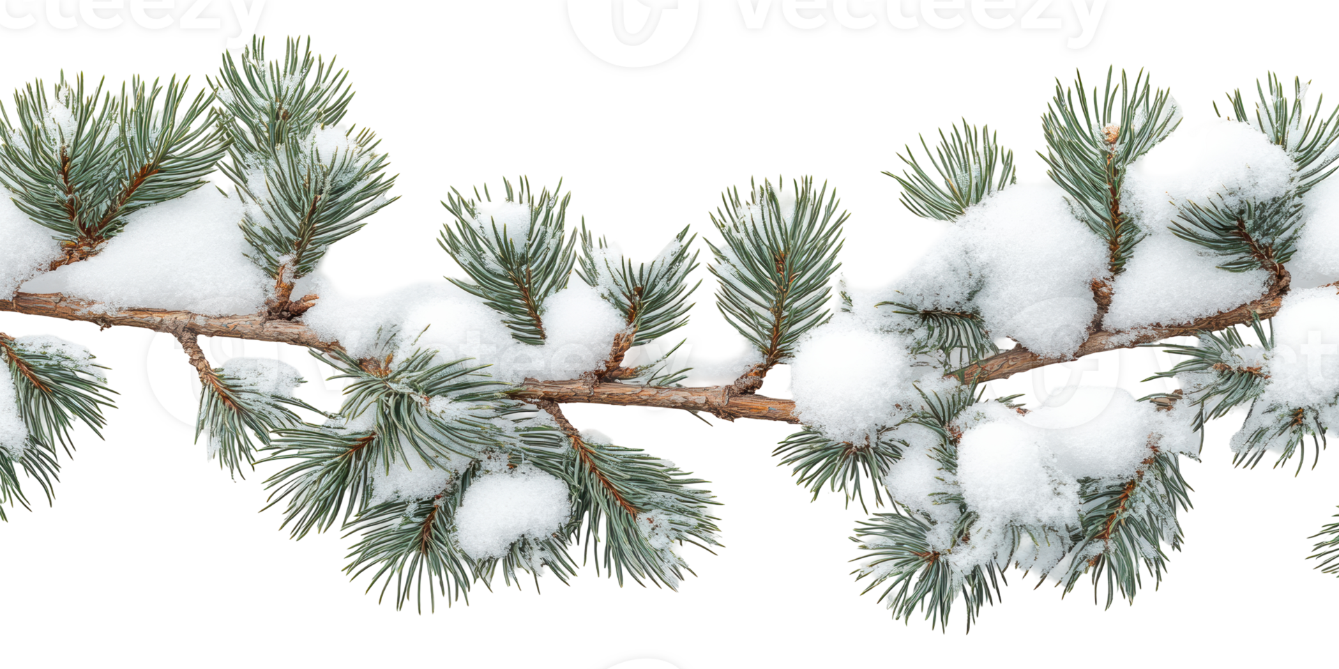 Snow covered pine branch isolated on transparent background png