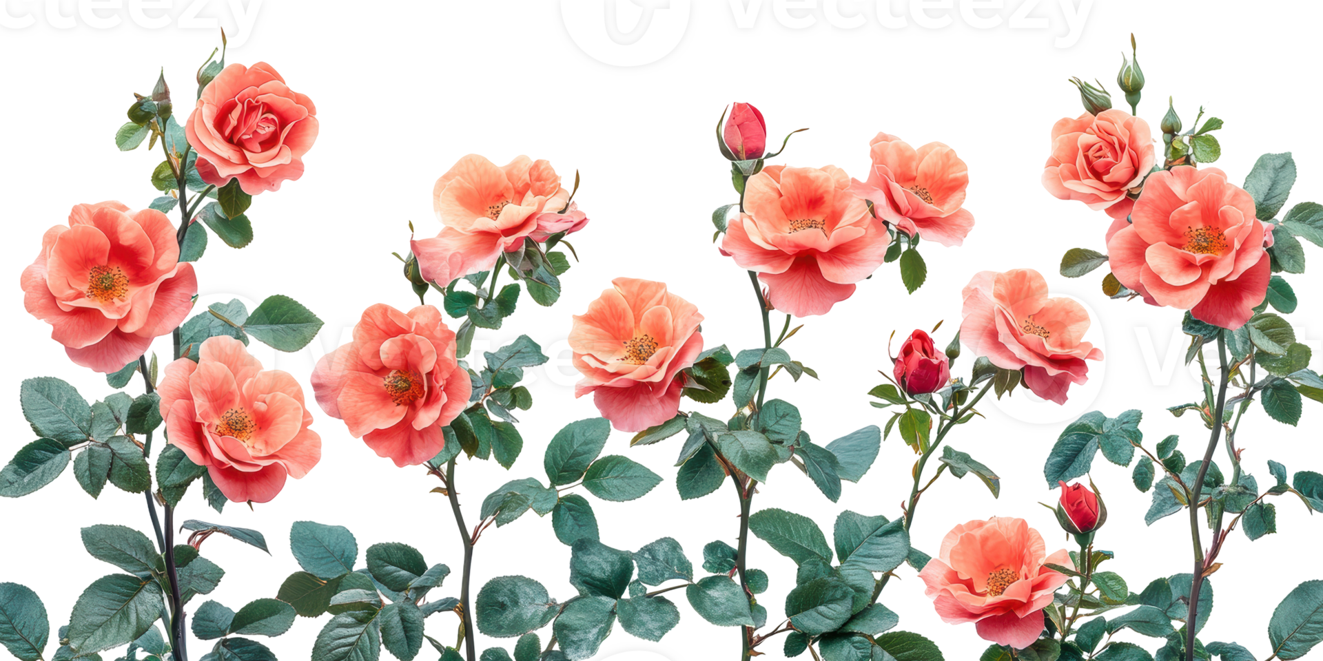 Rows of orange roses with green leaves isolated on transparent background png