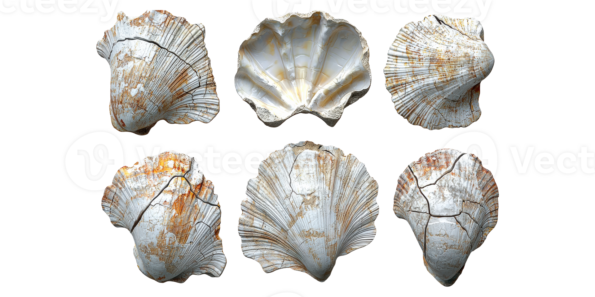 Seashell collection with six varied shells isolated on transparent background png