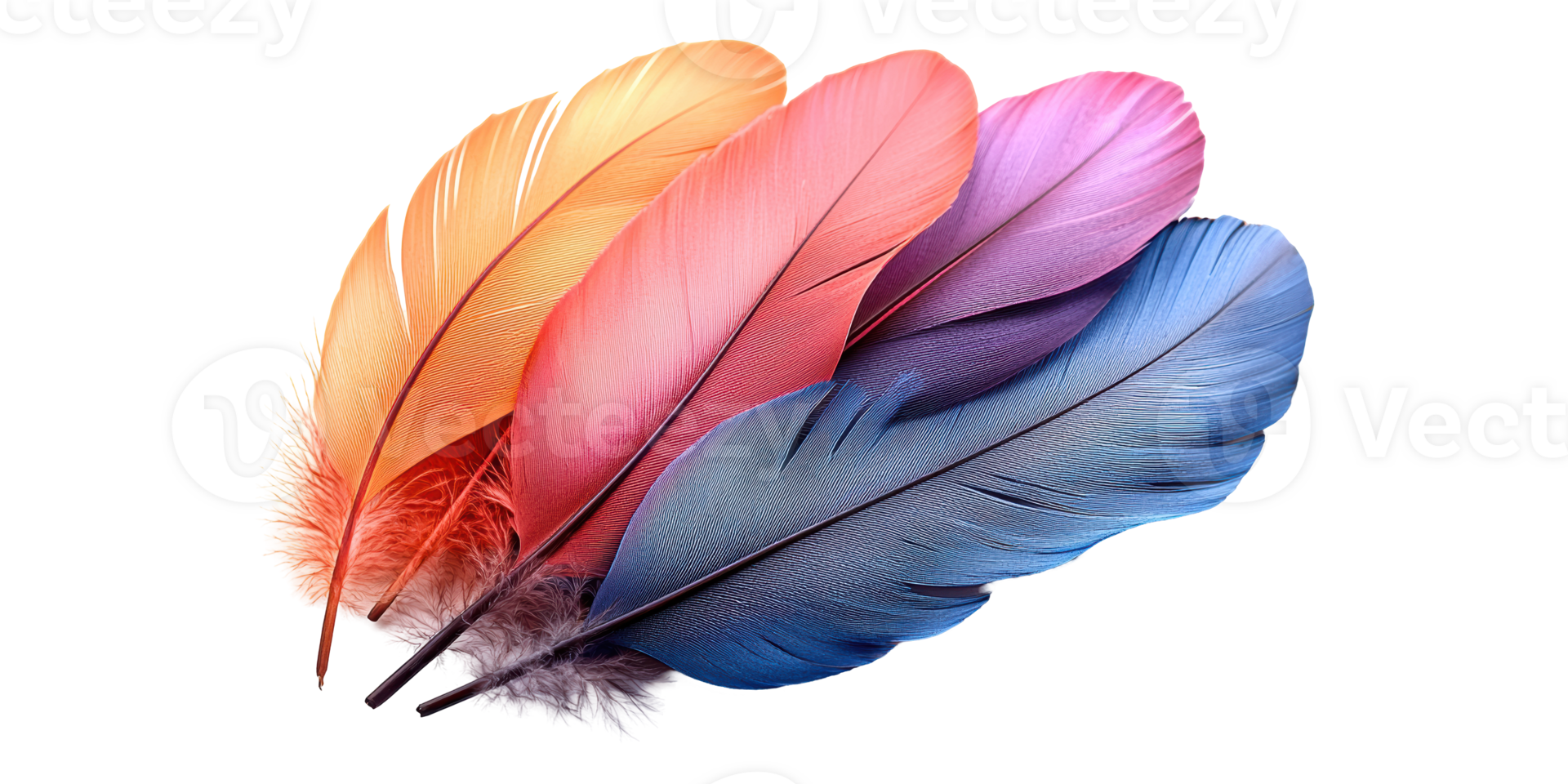 Colorful assorted feathers in orange pink purple and blue isolated on transparent background png