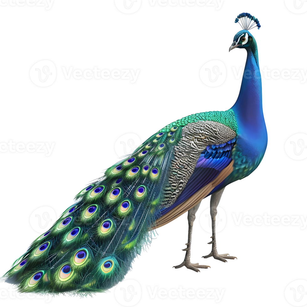 Vibrant Peacock Displaying Feathers Isolated on Transparent Background png