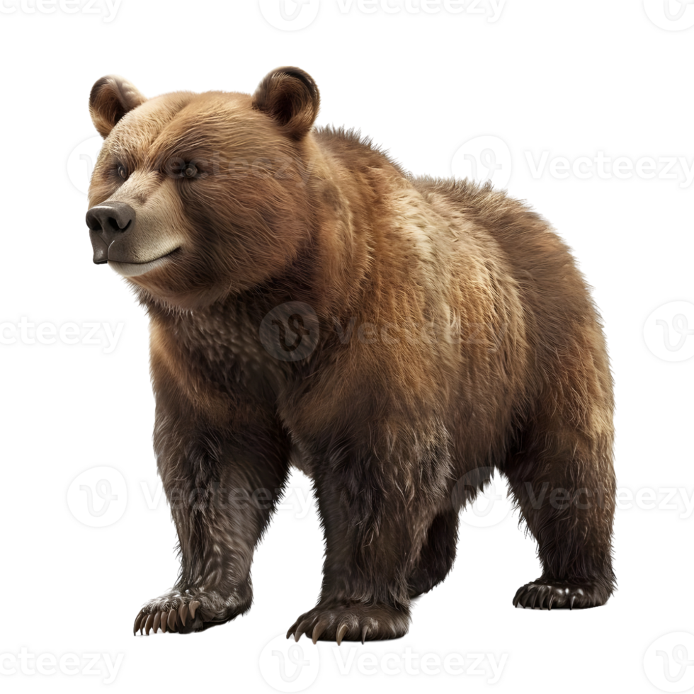 Bear isolated on transparent background png