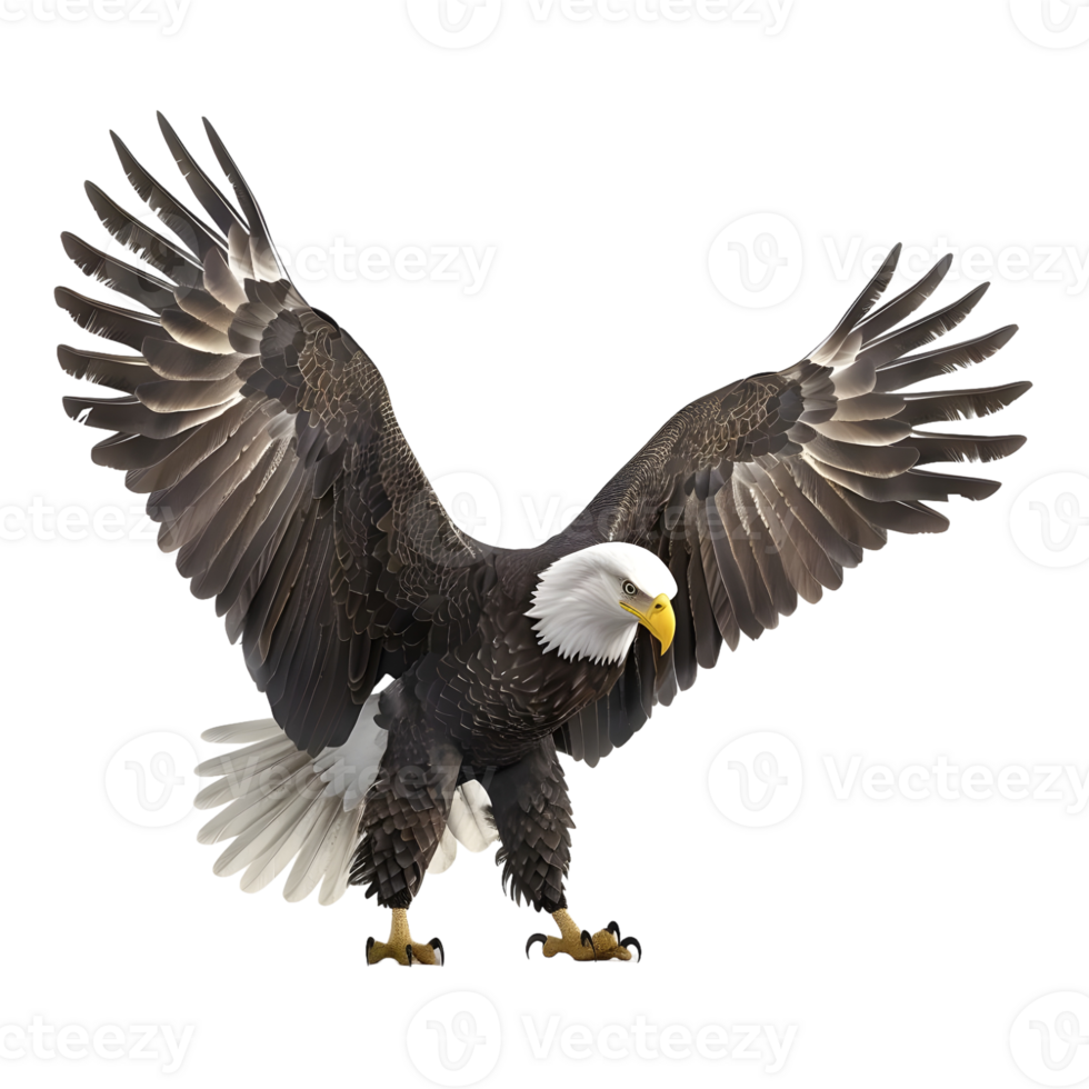 Bald eagle in flight with wings spread isolated on transparent background png