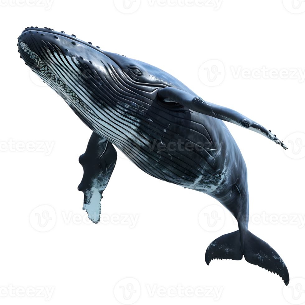 Blau Wal Schwimmen unter Wasser isoliert auf transparent Hintergrund png