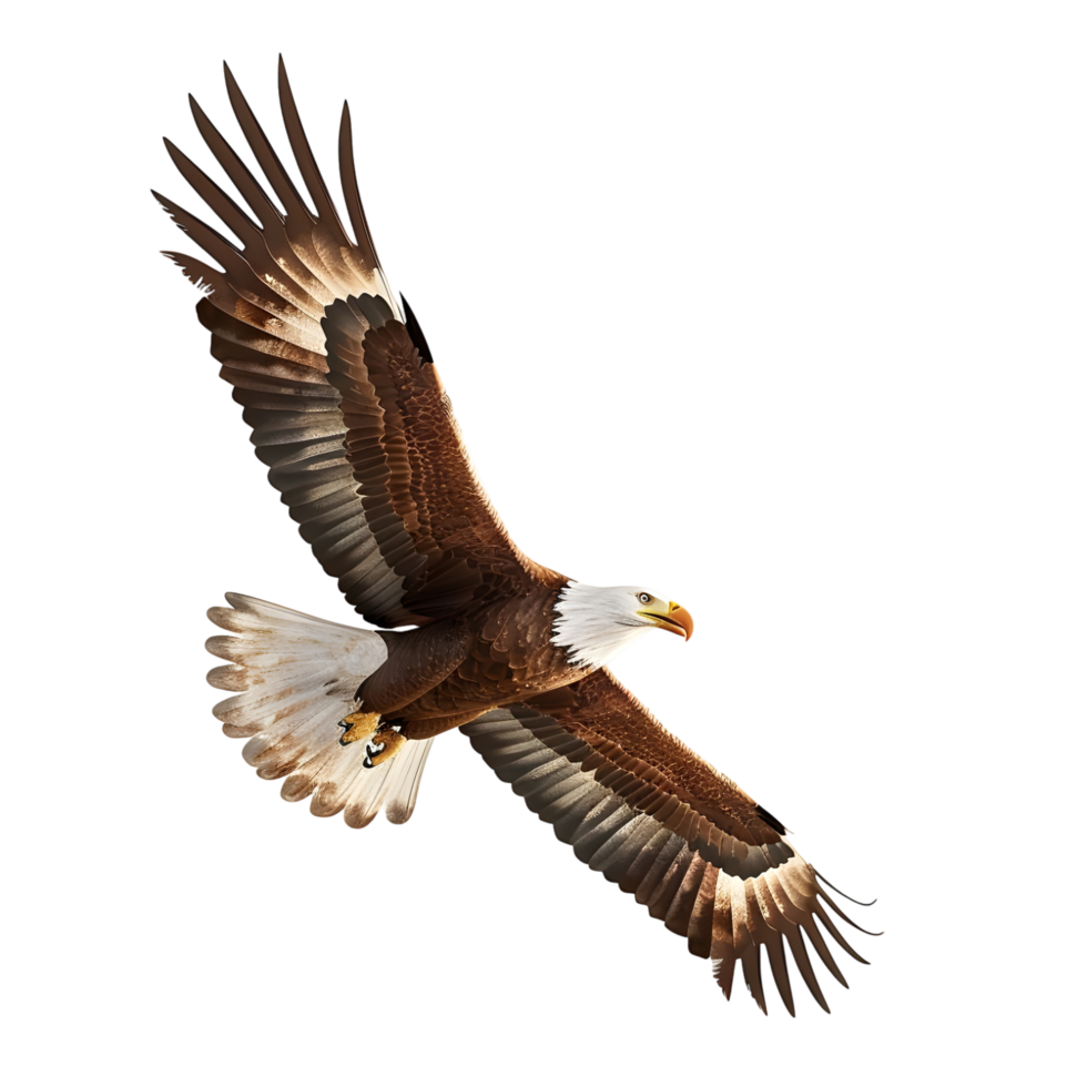 Dynamic Macaw in Mid-Flight Isolated on Transparent Background png