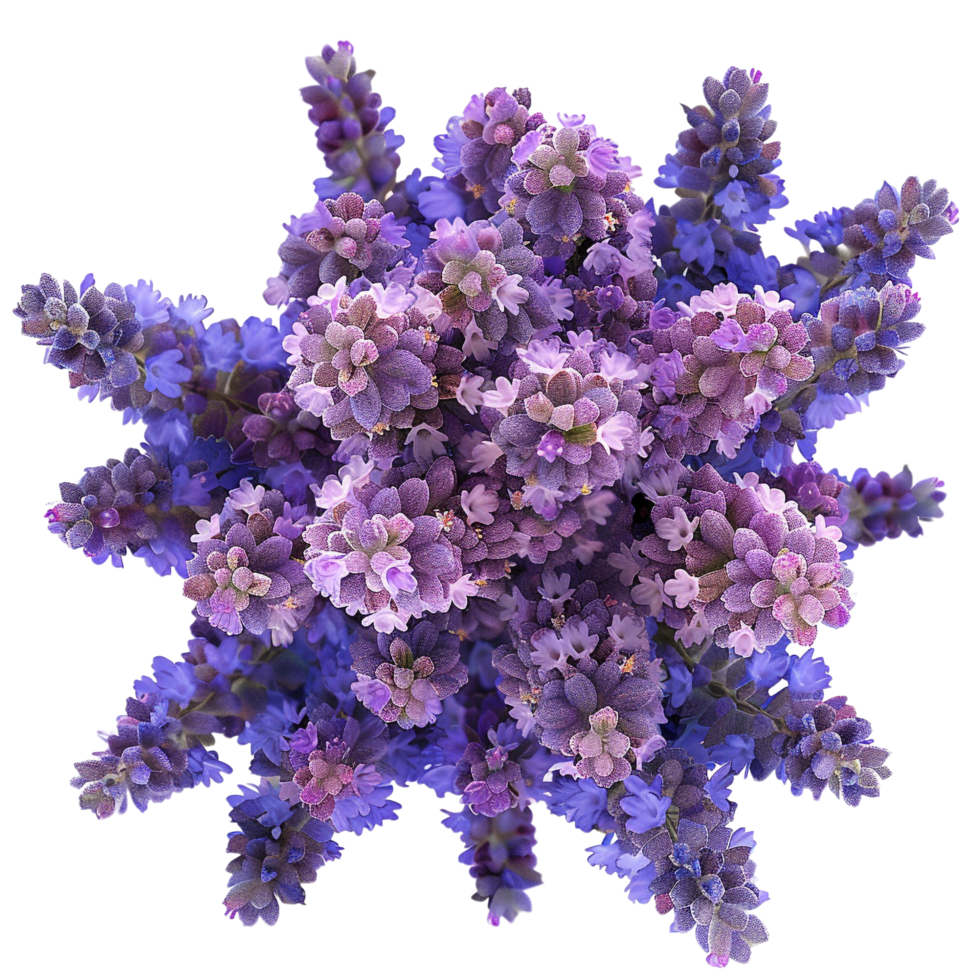 Top view of a Beautiful Lavender Flowers Bouquet isolated on transparent background png