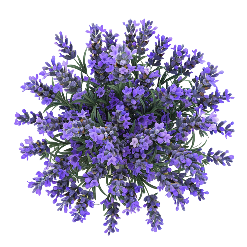Top view of a lush lavender bouquet isolated on transparent background png