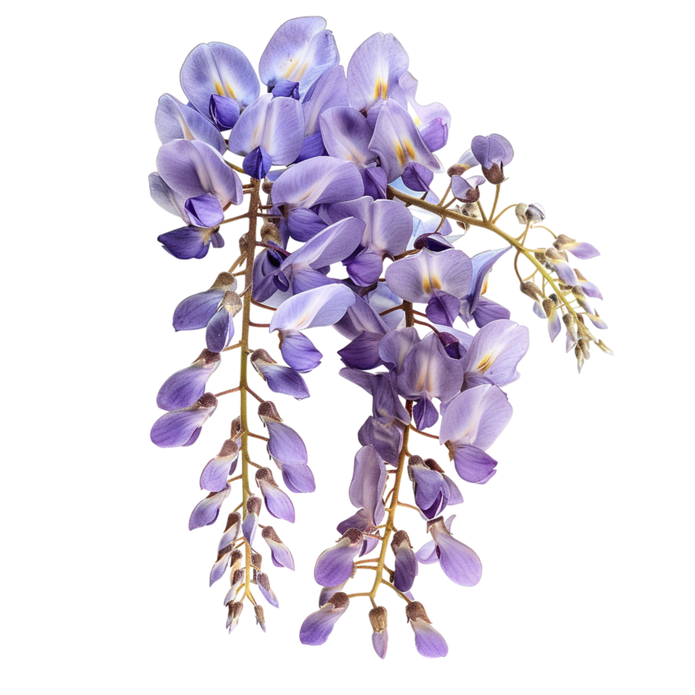Top view of a Branch of Wisteria Flowers. isolated on transparent background png