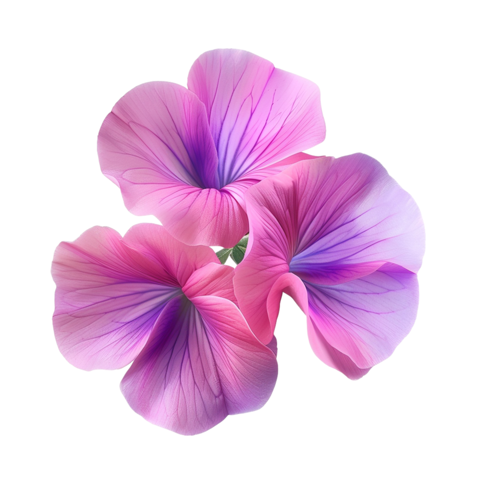 Top view of a Delicate Pink and Purple Flower Petals isolated on transparent background png