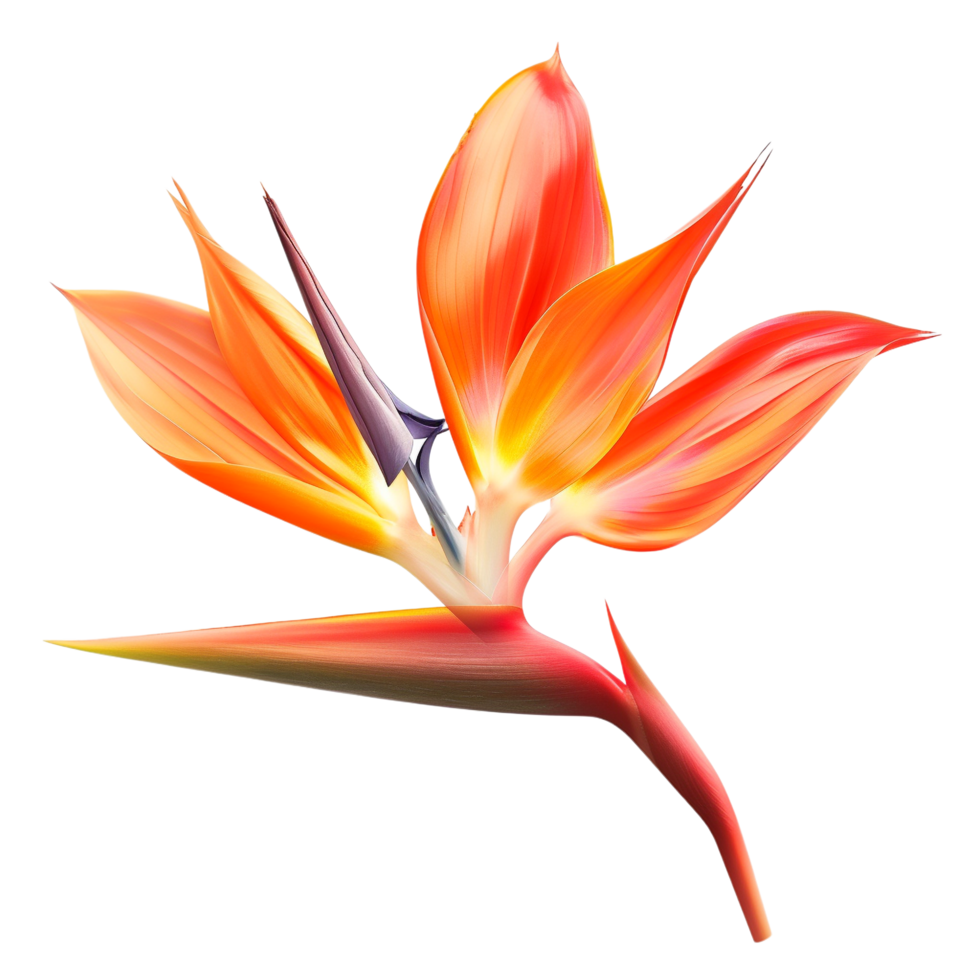 Top view of a Bird of Paradise Flower on White Background isolated on transparent background png