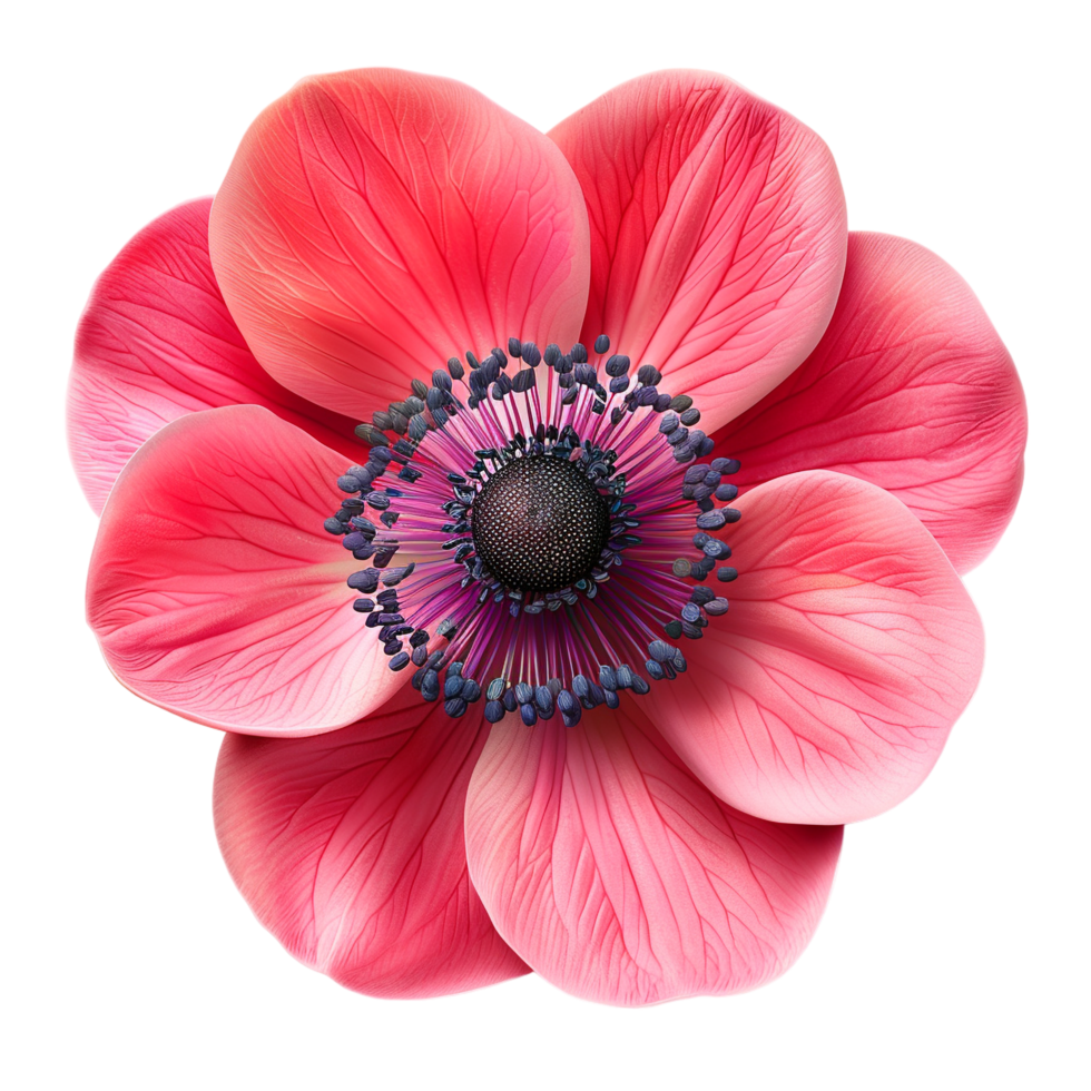 delicate pink anemone flower blossom isolated on transparent background png
