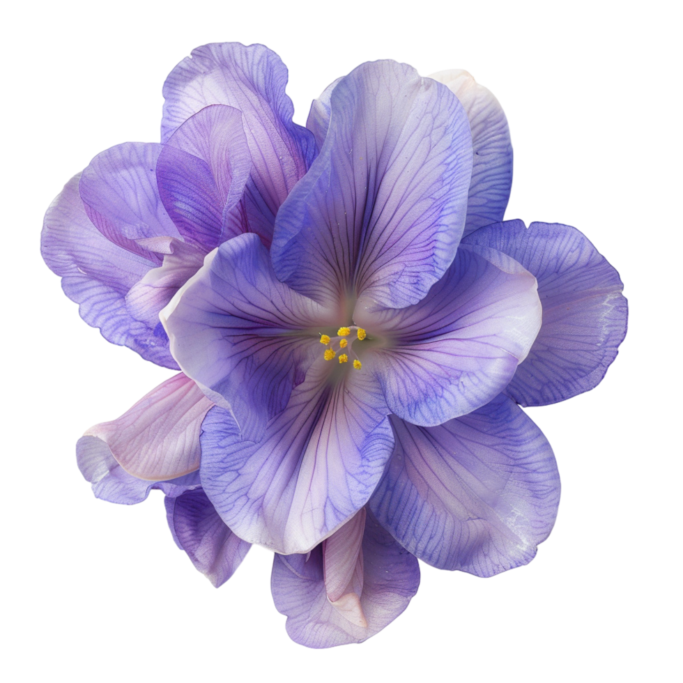 Top view of a delicate purple flower petals isolated on transparent background png