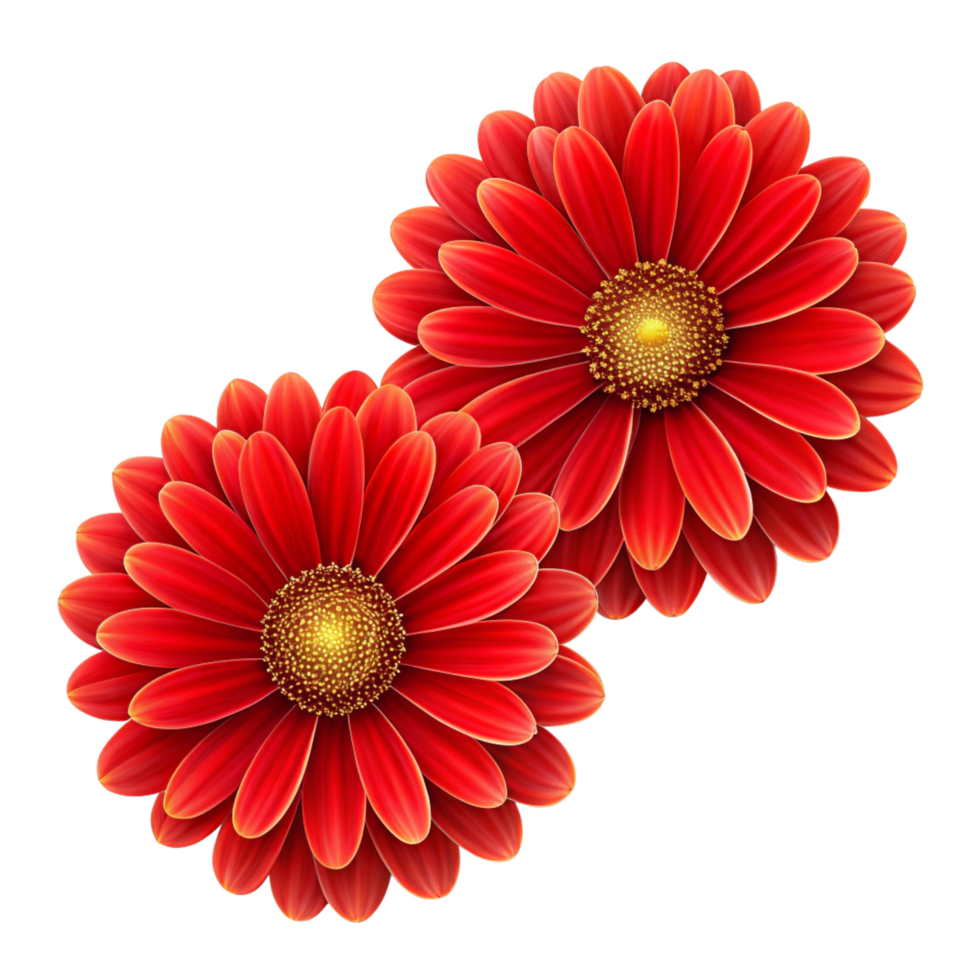two red 3d flower isolated on transparent background png
