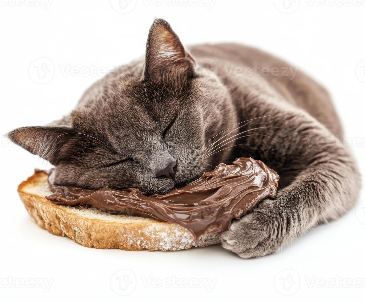 Cat peacefully napping on a slice of bread with spread in a bright setting photo