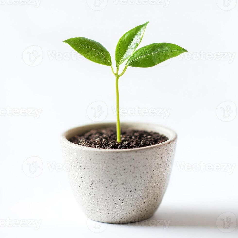 Young plant growing in a simple pot on a light background, symbolizing new life and growth photo
