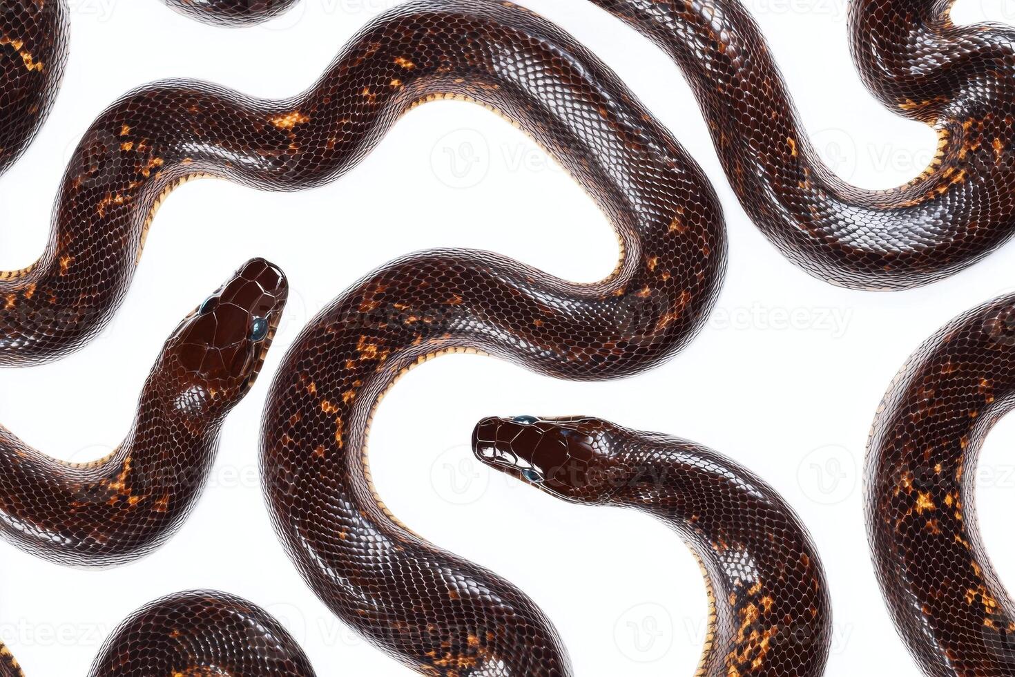 Multiple black and gold snakes slithering on a light background showcasing their intricate patterns and colors photo