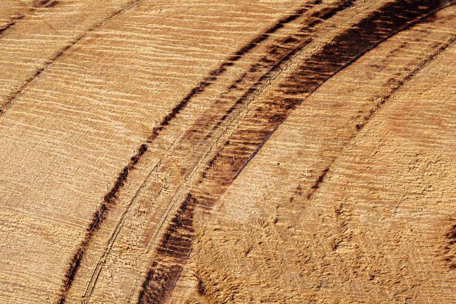 Wood texture. Surface grunge backdrop. Dirty wooden pattern. Material background. photo
