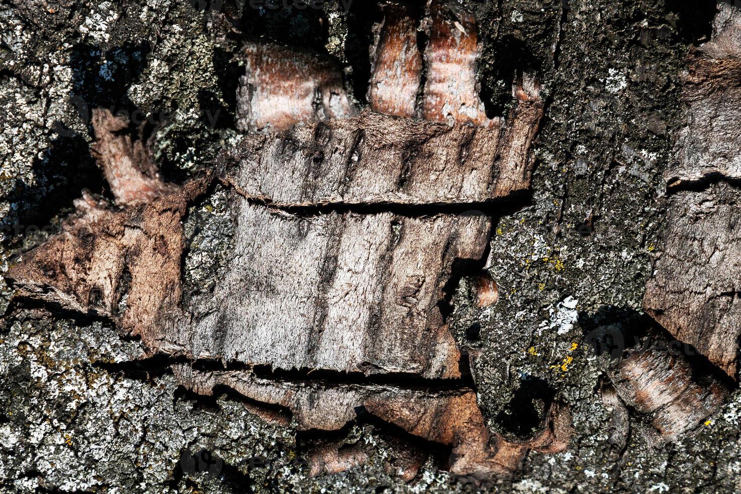 Wood abstract texture. Surface grunge backdrop. Dirty wooden pattern. Material background. photo