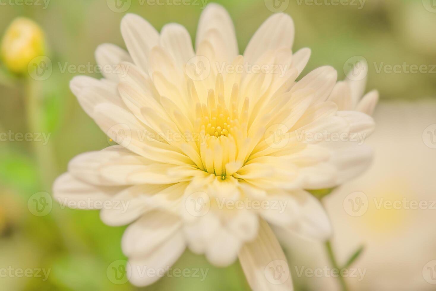White chrysanthemum flower in the garden. photo