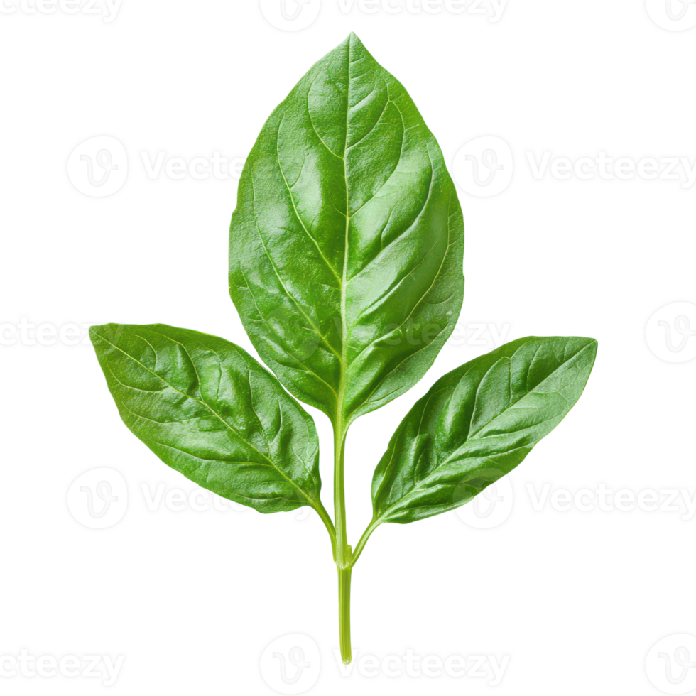 Fresh basil leaves arranged on a light backdrop in spring png