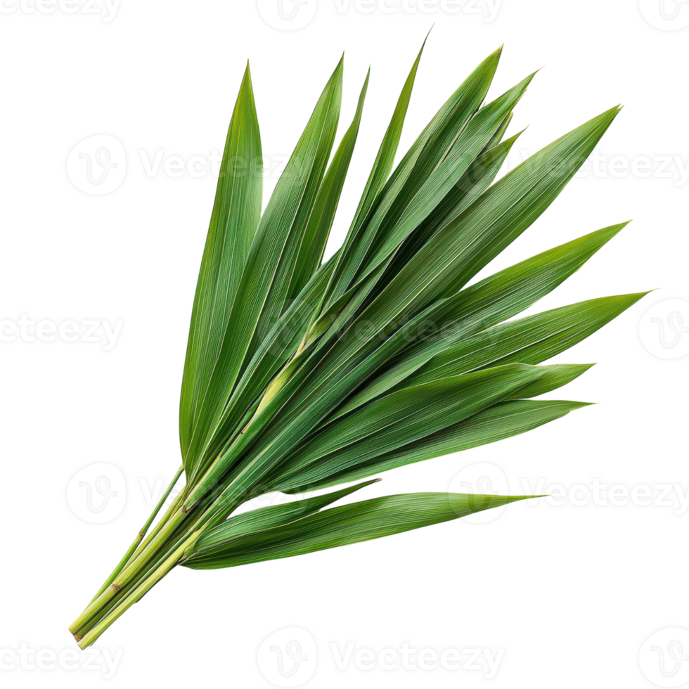 Fresh green leaves arranged artistically on a light backdrop png