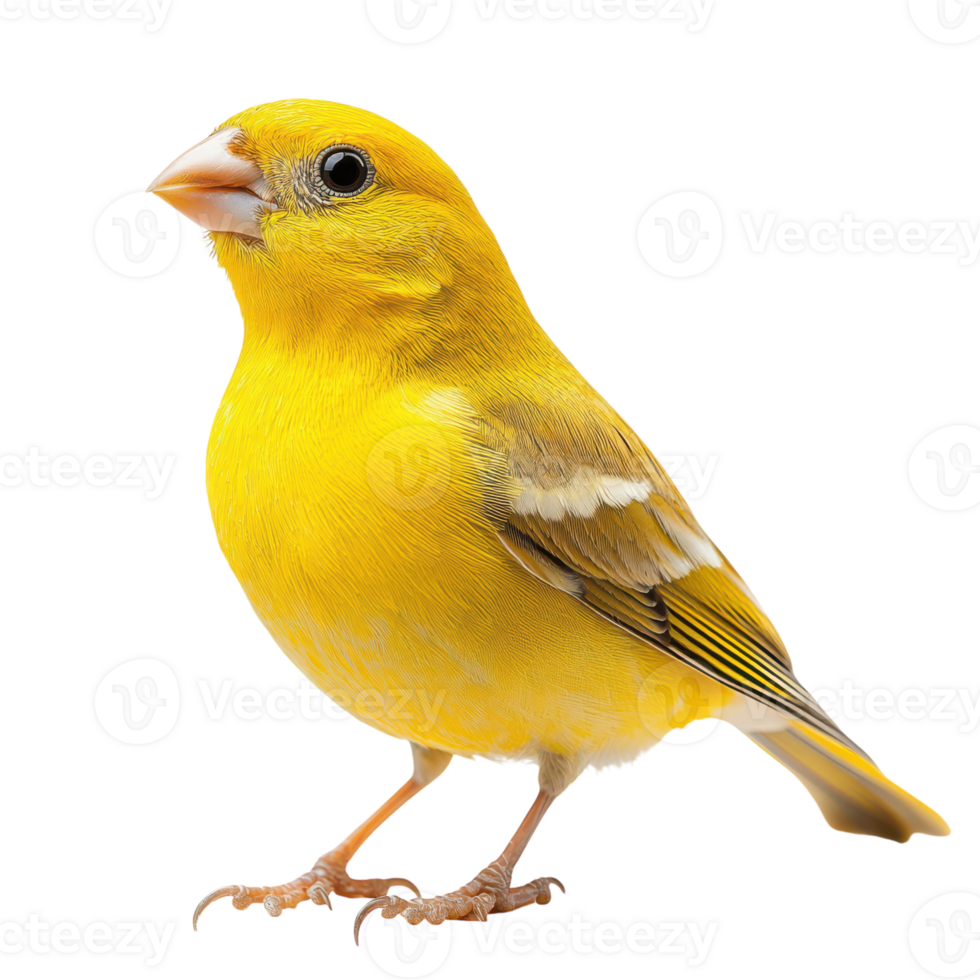 Bright yellow canary perched gracefully on a clean surface png