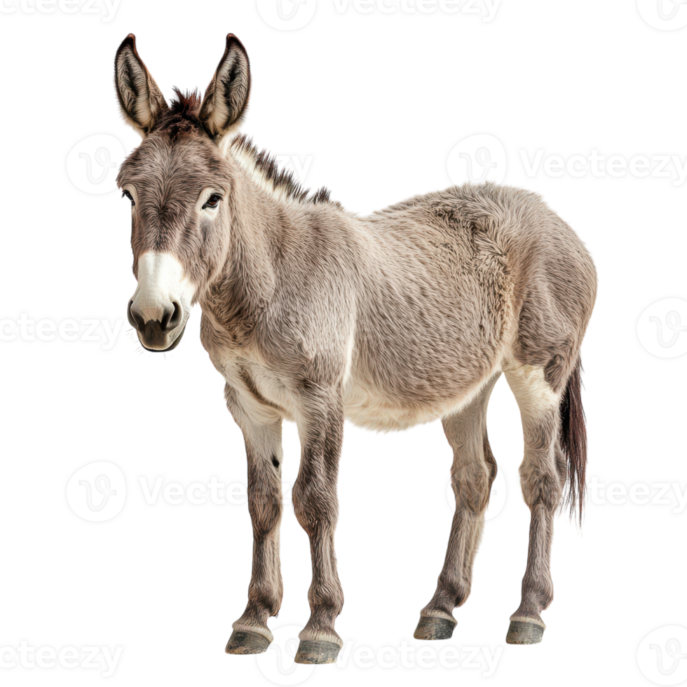 Playful donkey standing against a white backdrop in studio png
