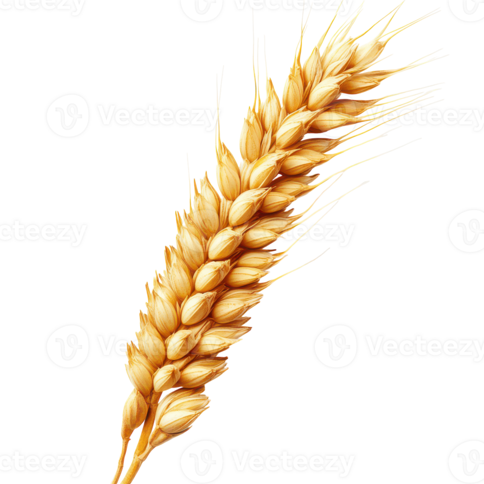 Golden wheat spike standing tall under bright sunlight png