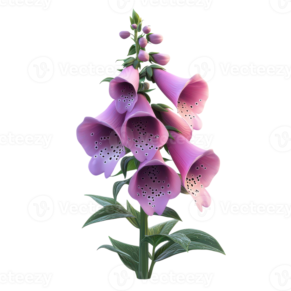 Delicate foxgloves blooming against a soft white backdrop png