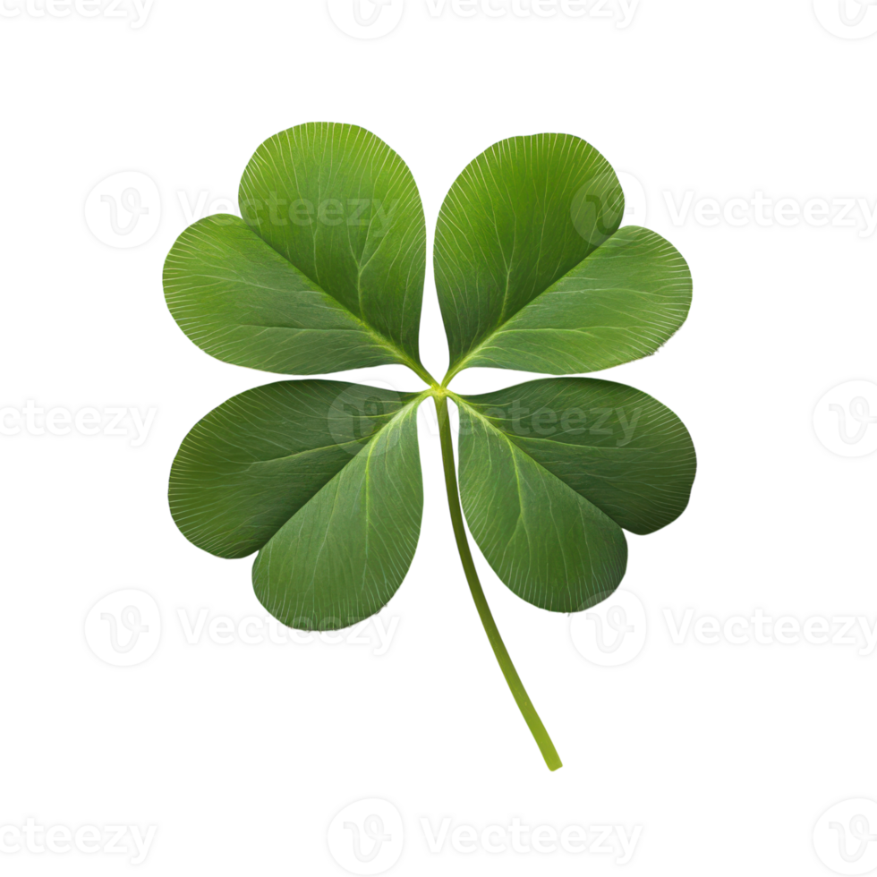 Green four-leaf clover resting gently on white surface png