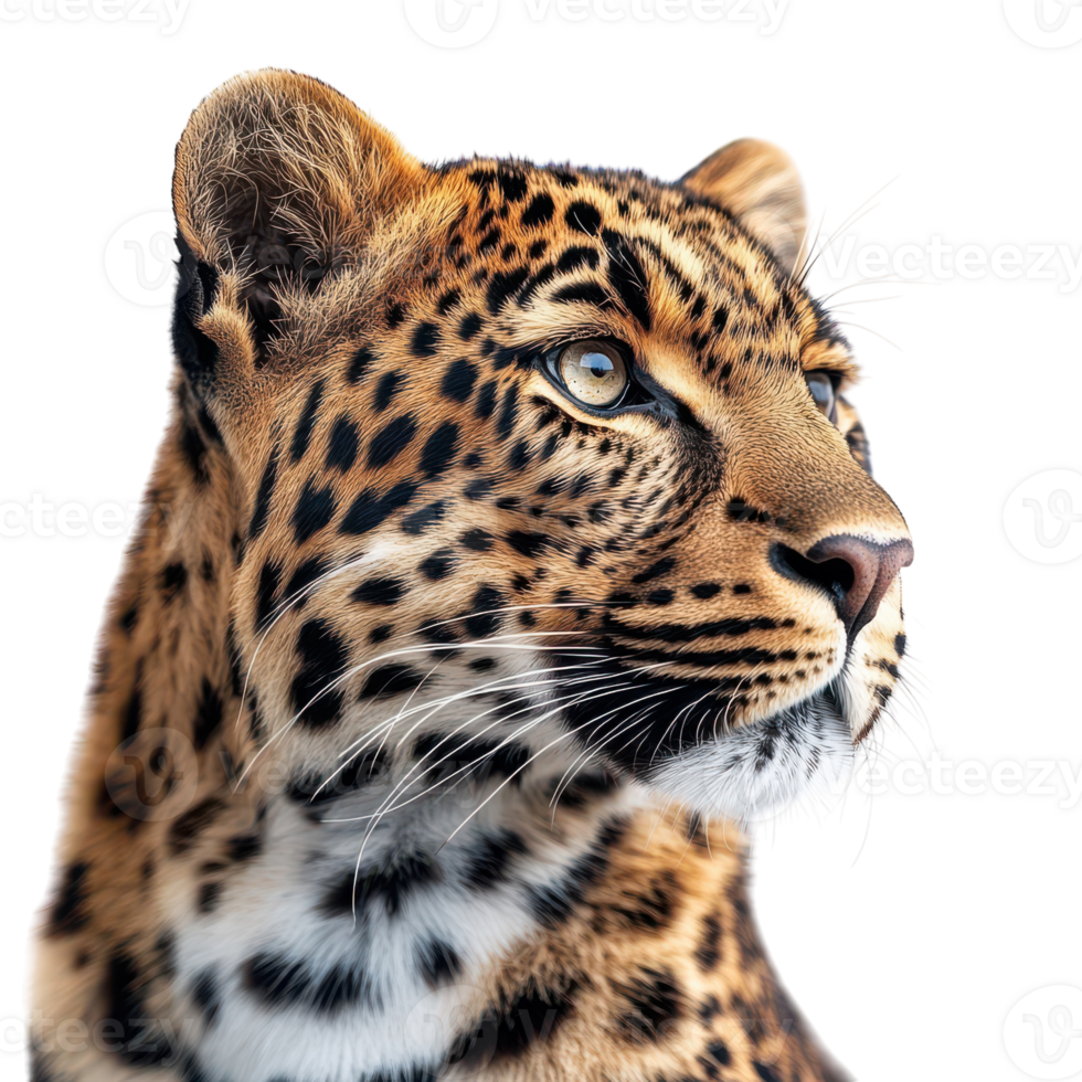Beautiful leopard gazing thoughtfully into the distance png