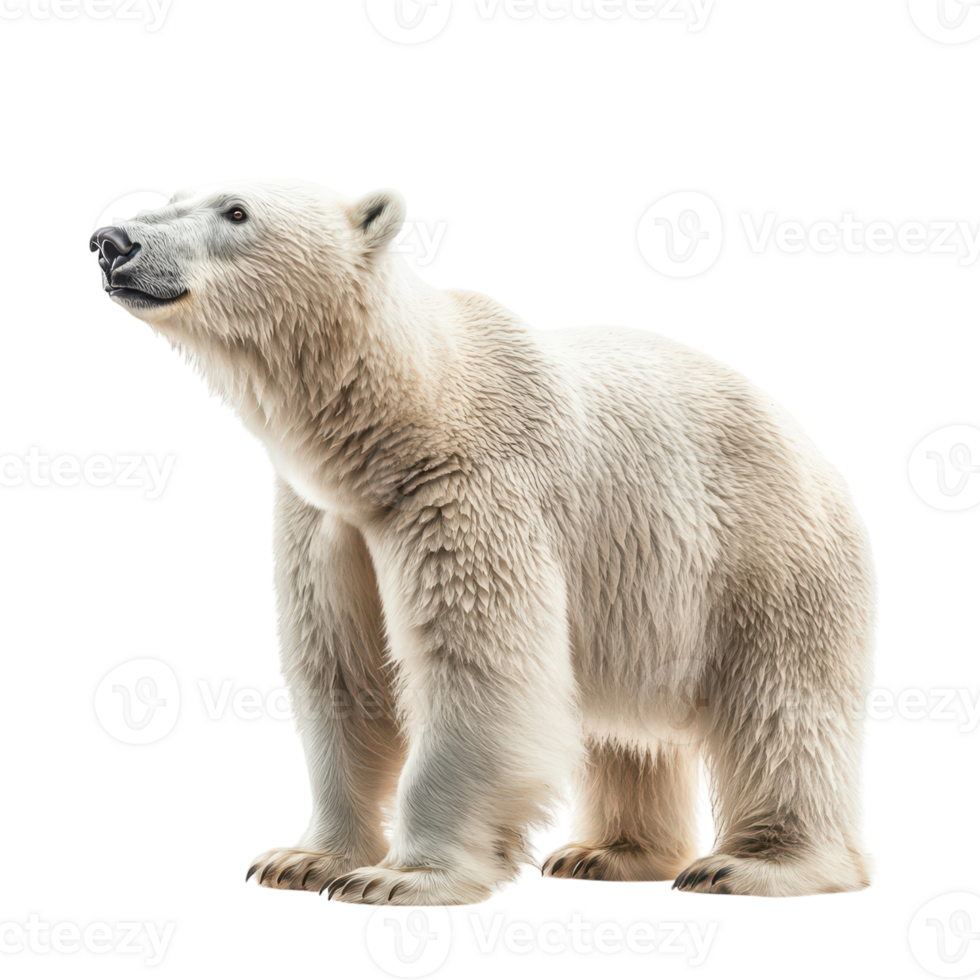 Polar Bear Isolated on White Background for Conservation Awareness png