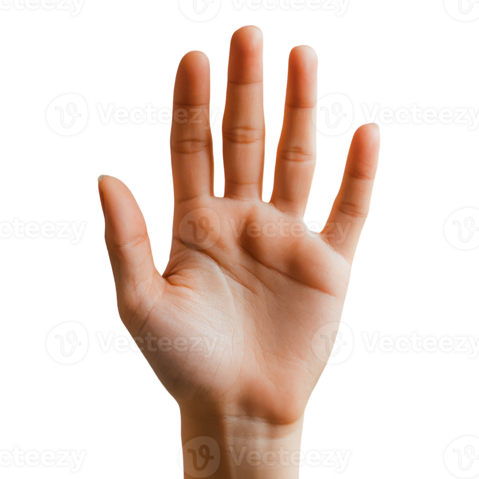 Person Raising Hand to Ask a Question on a White Background for Educational Use png