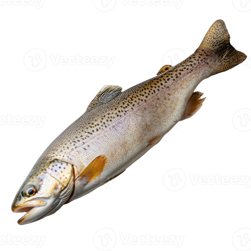 Raw Trout Fish on White Background for Culinary and Health Illustrations png