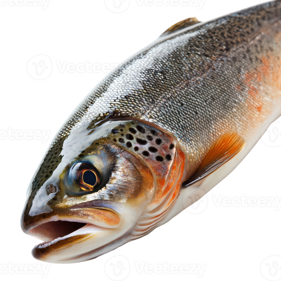 Raw Trout Fish on White Background for Culinary and Health-Related Uses png