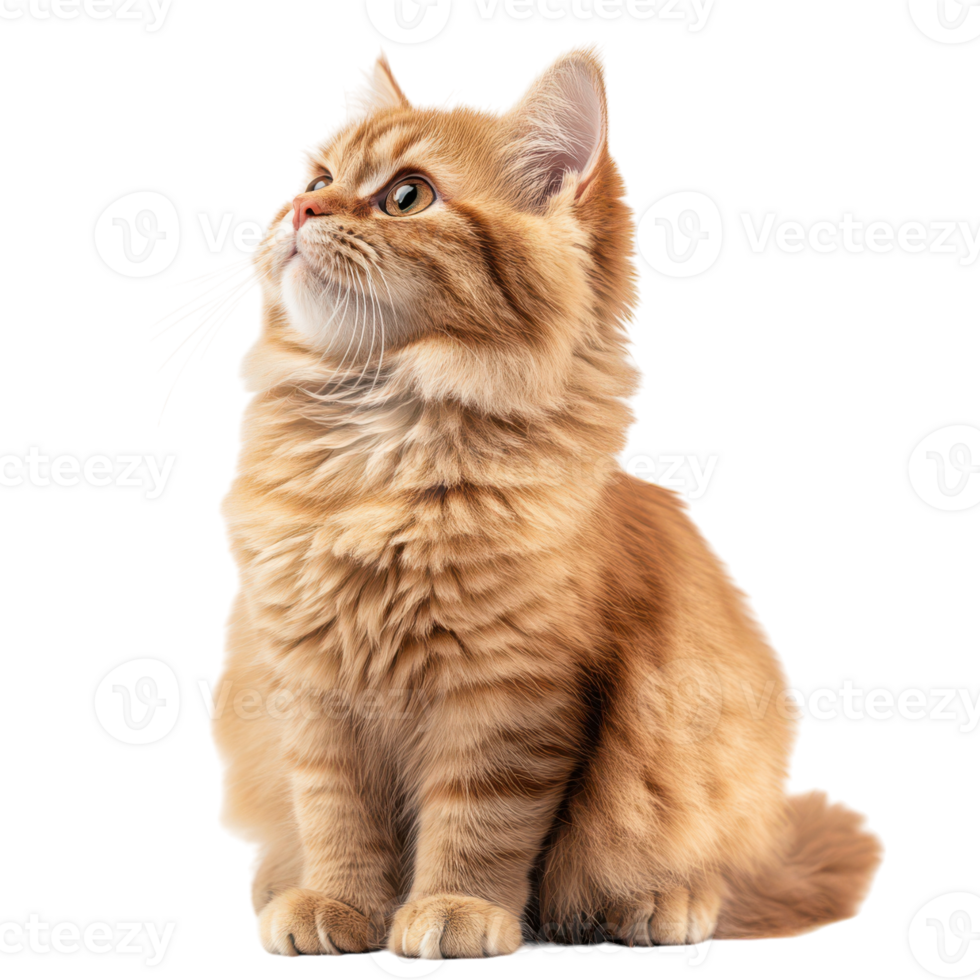 Red Persian Cat Isolated on a White Background for Pet-Related Content png