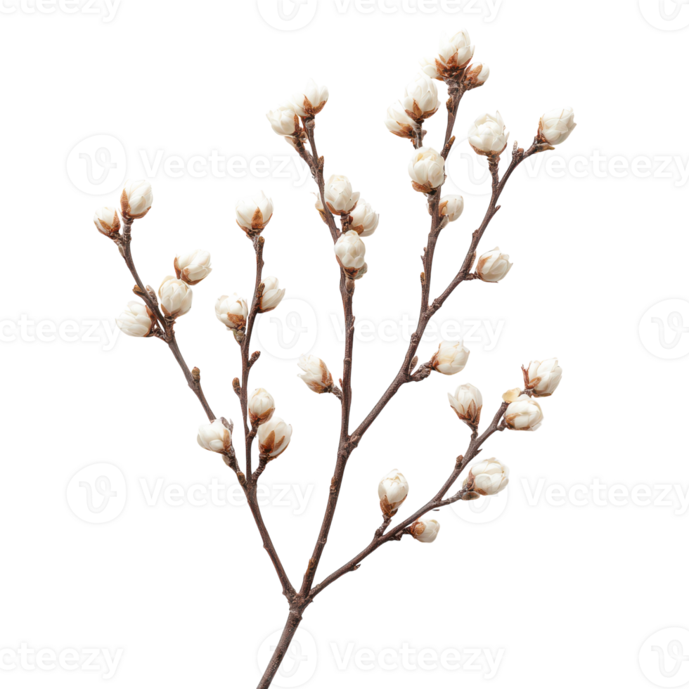 White Willow Branch Isolated on White Background for Botanical Illustrations or Design, isolated on transparent background, Format png