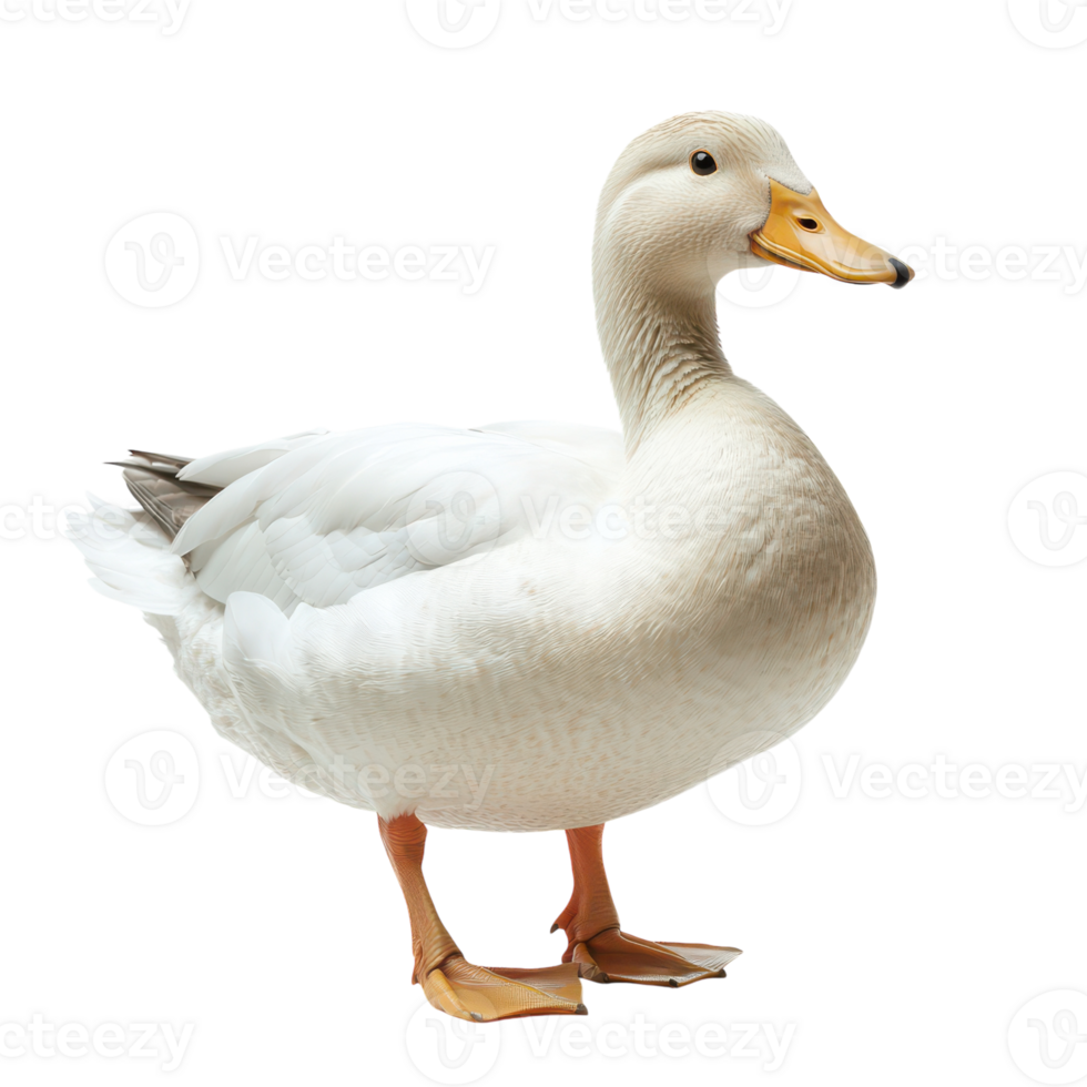 White Duck Isolated on White Background for Nature and Wildlife Themes, isolated on transparent background, Format png