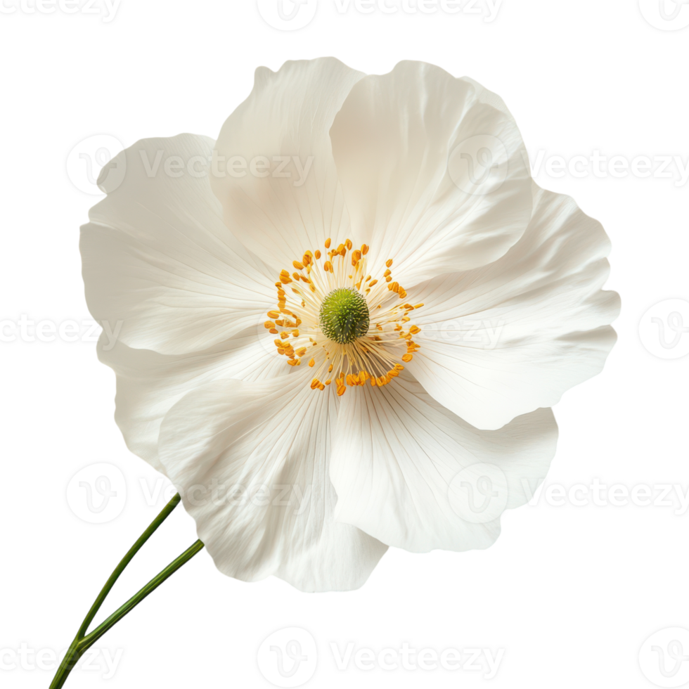 Elegant White Flower Isolated on White Background for Floral Design Projects, isolated on transparent background, Format png