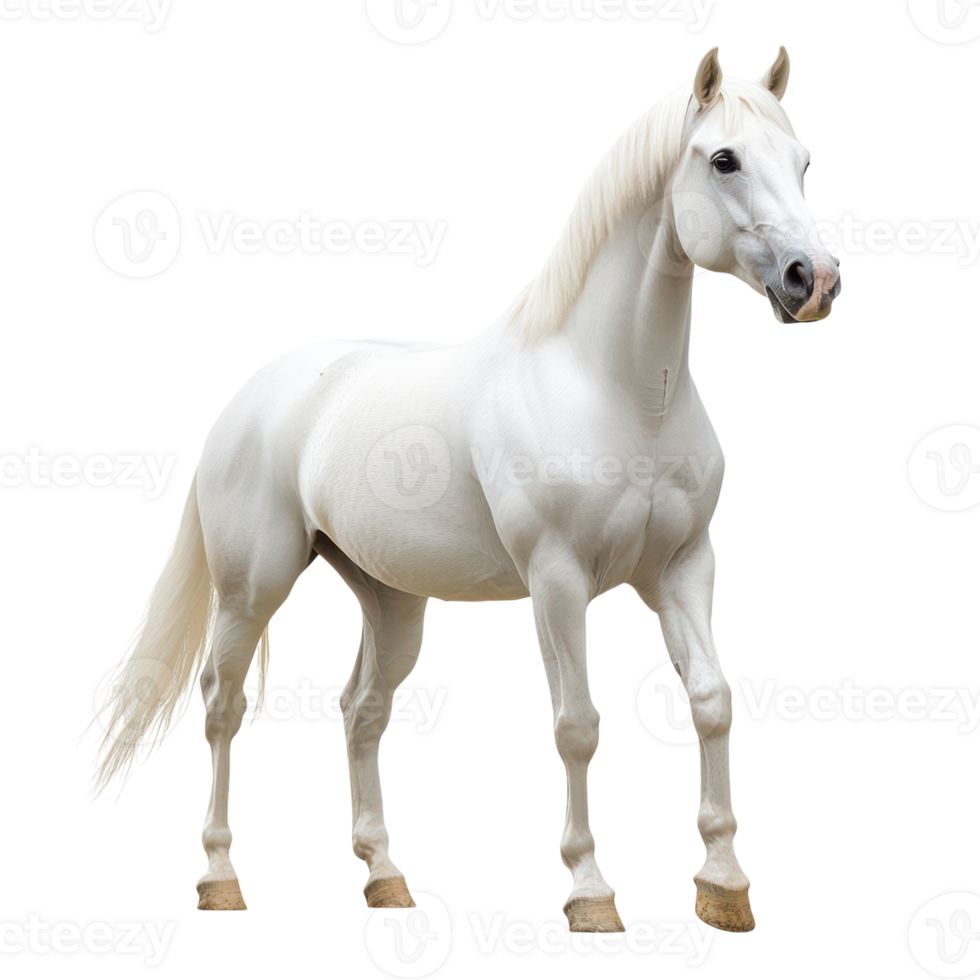 Majestic White Horse Isolated on a White Background for Creative Projects, isolated on transparent background, Format png
