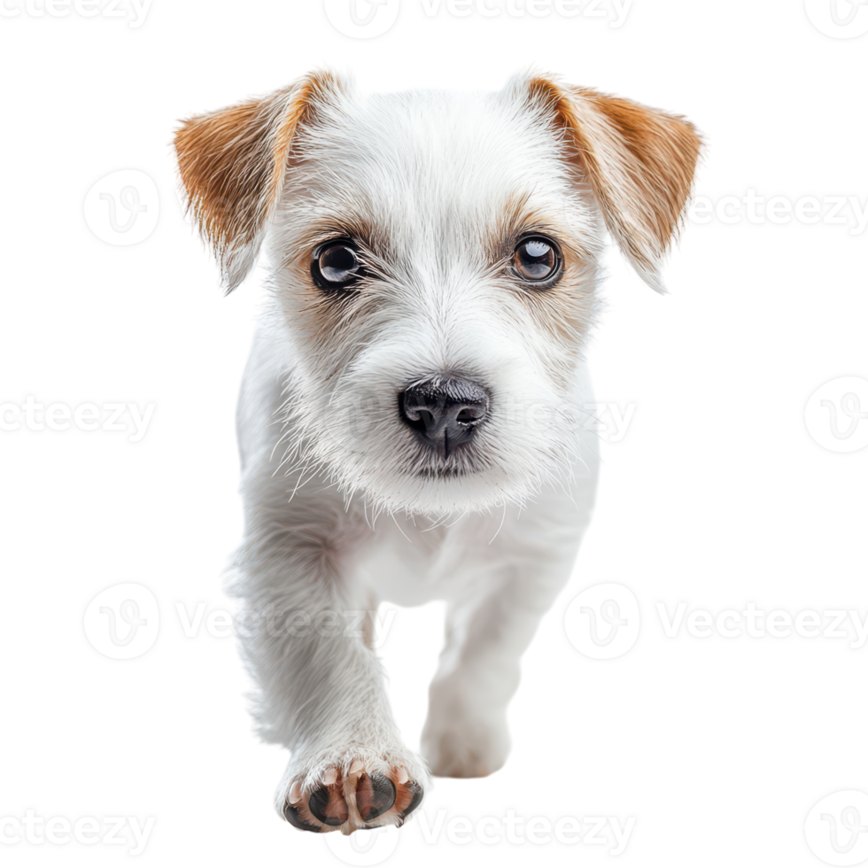 White Jack Russell Terrier Walking Isolated for Pet Lovers and Animal Enthusiasts, isolated on transparent background, Format png