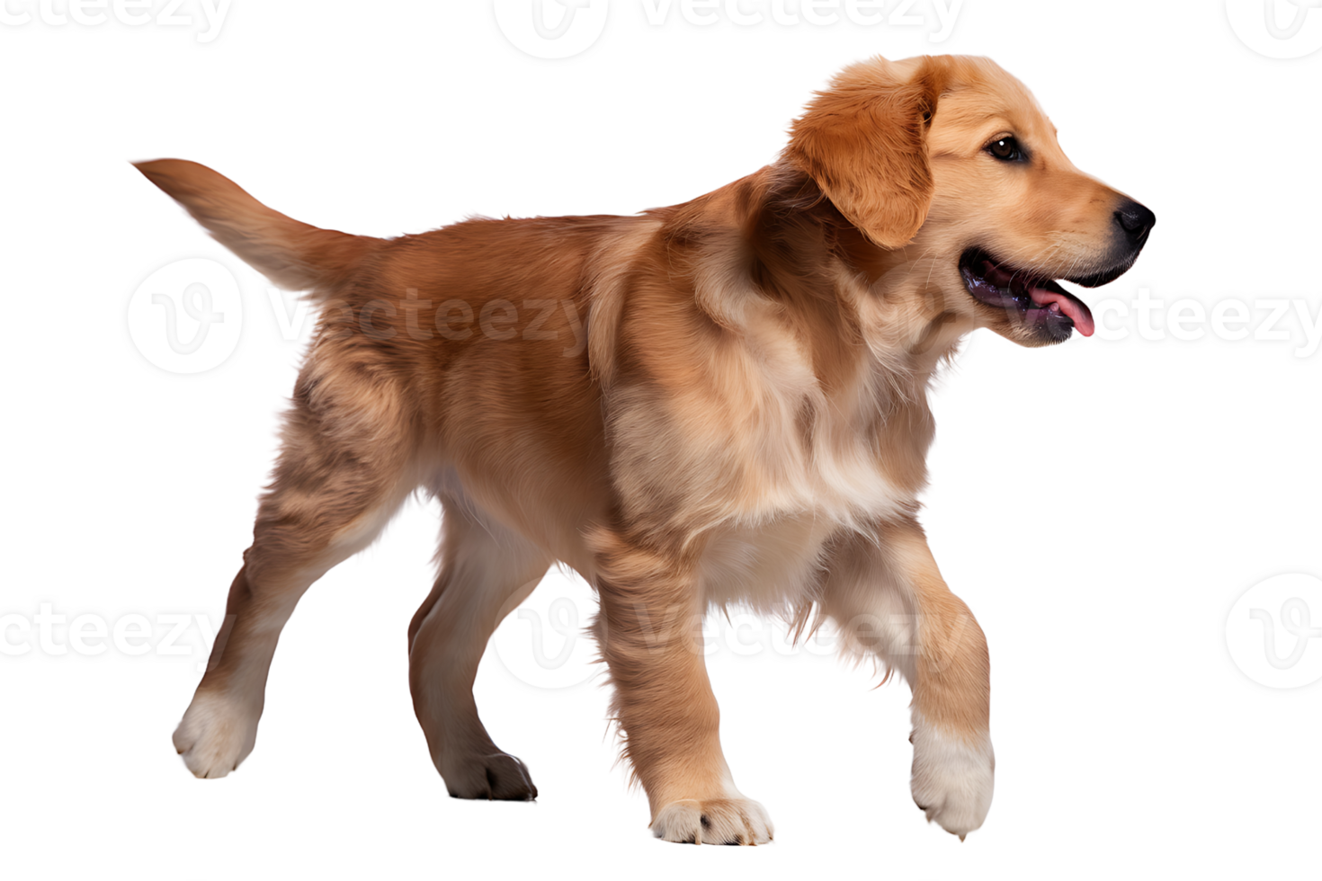 Adorable Golden Retriever Puppy on transparent background png