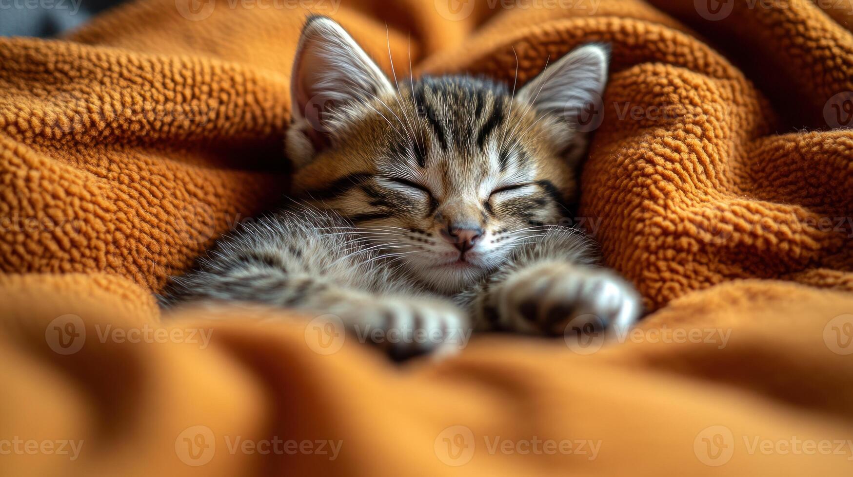 A tiny tabby kitten sleeps soundly wrapped in a soft orange blanket photo